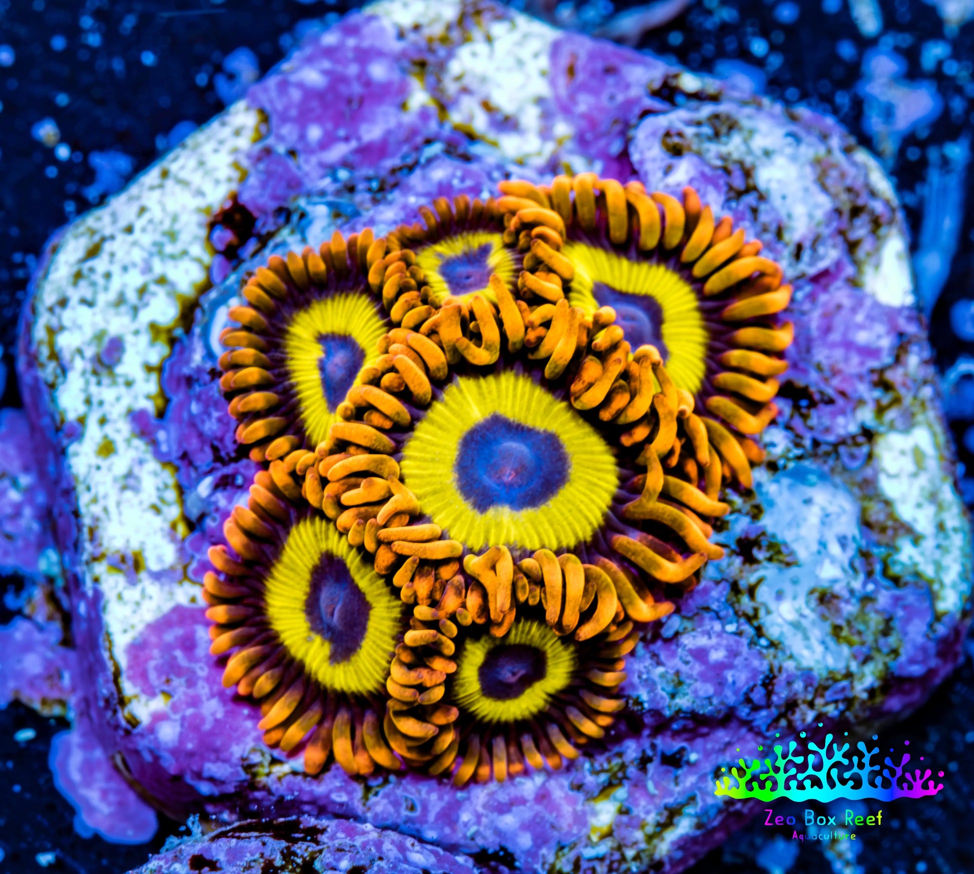 Zoanthid coral - Rings Of Saturn Zoa Frag Zoanthid coral - Rings Of Saturn Zoa Frag LPS Zoanthid coral - Rings Of Saturn Zoa Frag Zeo Box Reef