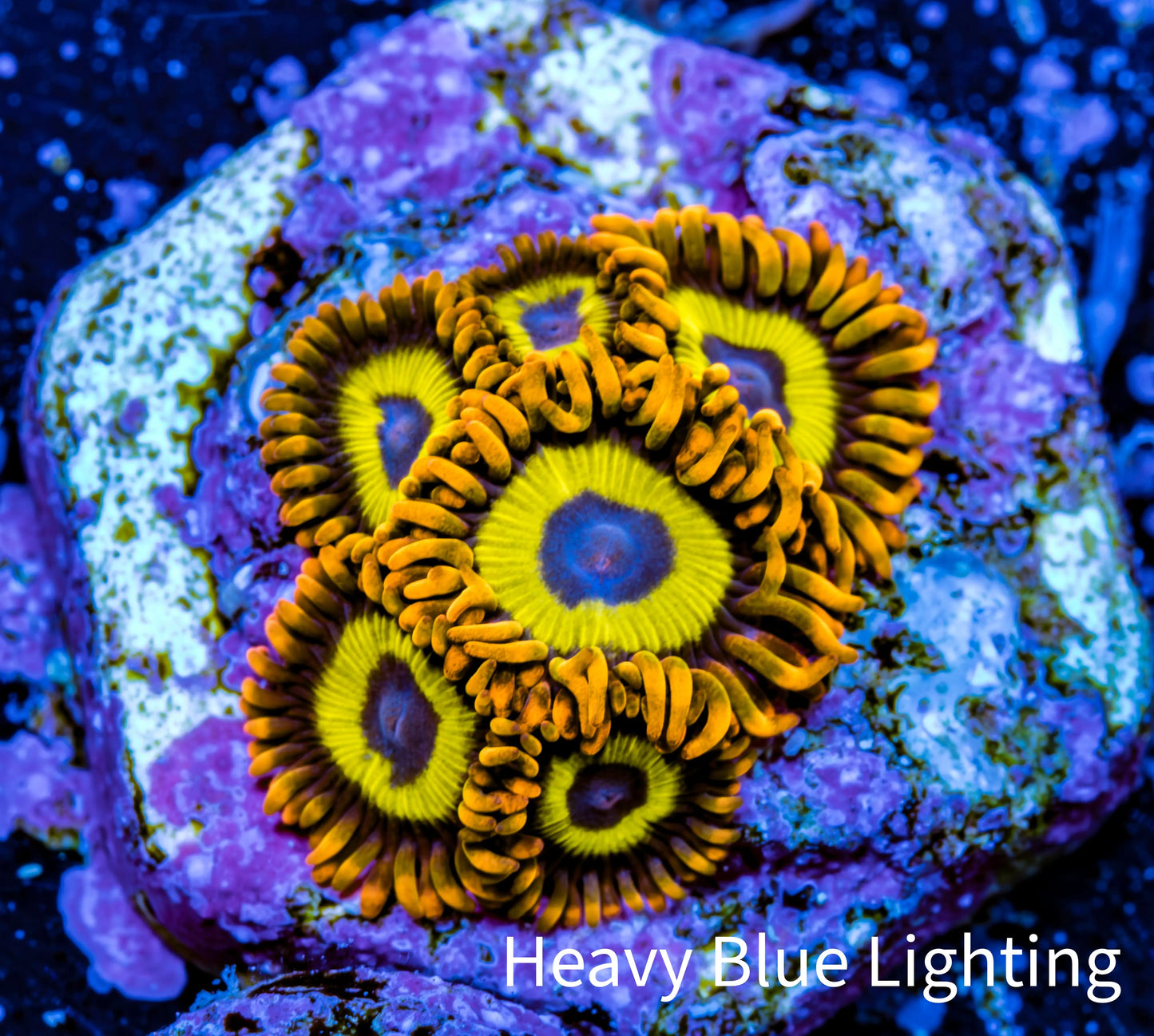 Zoanthid coral - Rings Of Saturn Zoa Frag Zoanthid coral - Rings Of Saturn Zoa Frag LPS Zoanthid coral - Rings Of Saturn Zoa Frag Zeo Box Reef