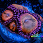 Zoanthid coral - Sakura Sunrise Zoa Frag WYSIWYG B4R1B2 Zoanthid coral - Sakura Sunrise Zoa Frag WYSIWYG B4R1B2 LPS Zoanthid coral - Sakura Sunrise Zoa Frag WYSIWYG B4R1B2 Zeo Box Reef