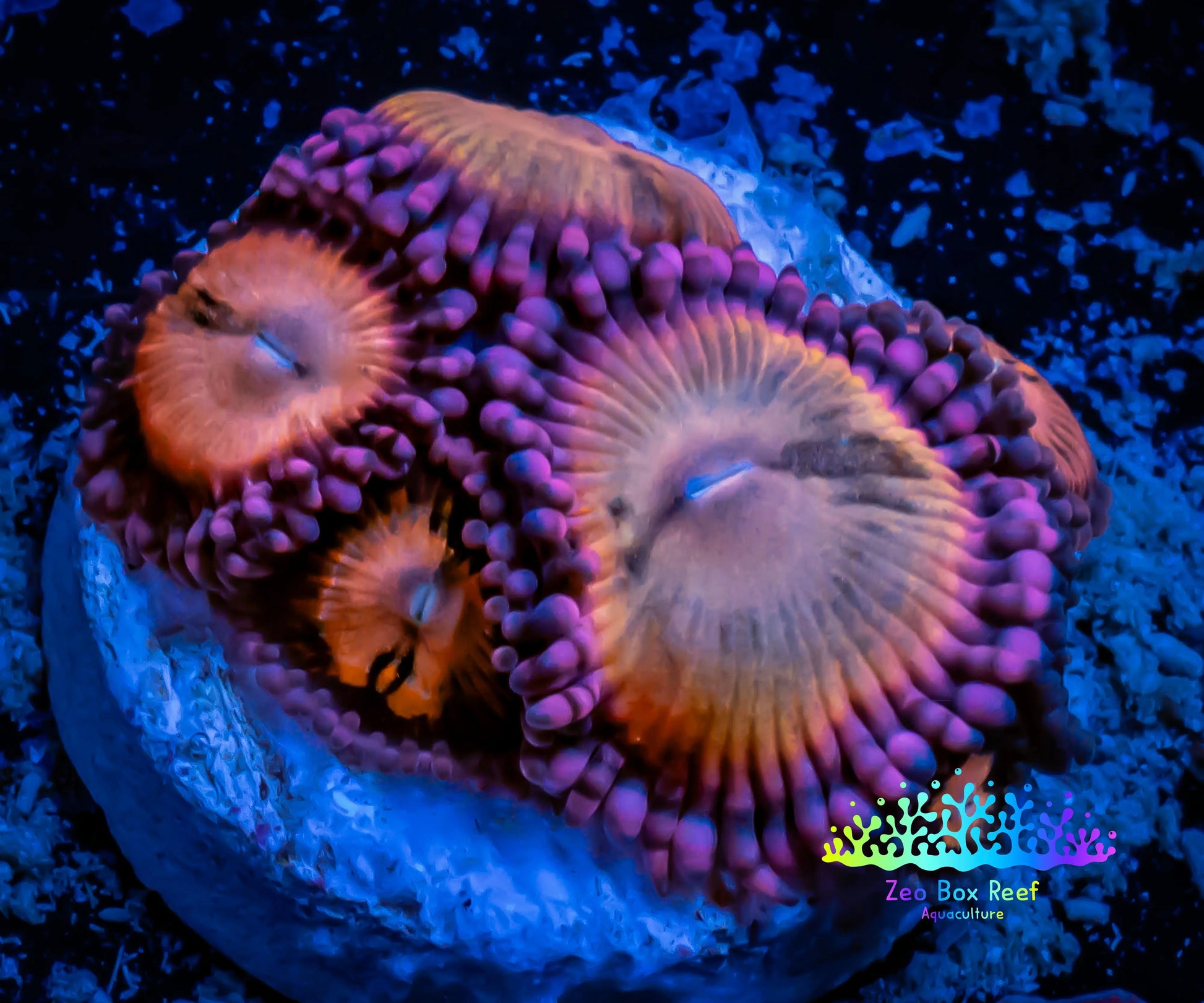 Zoanthid coral - Sakura Sunrise Zoa Frag WYSIWYG B4R1B2 Zoanthid coral - Sakura Sunrise Zoa Frag WYSIWYG B4R1B2 LPS Zoanthid coral - Sakura Sunrise Zoa Frag WYSIWYG B4R1B2 Zeo Box Reef