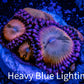 Zoanthid coral - Sakura Sunrise Zoa Frag WYSIWYG B4R1B2 Zoanthid coral - Sakura Sunrise Zoa Frag WYSIWYG B4R1B2 LPS Zoanthid coral - Sakura Sunrise Zoa Frag WYSIWYG B4R1B2 Zeo Box Reef