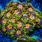 Zoanthid coral - Scrambled Eggs Zoa Frag 4+ Polyps Zoanthid coral - Scrambled Eggs Zoa Frag 4+ Polyps LPS Zoanthid coral - Scrambled Eggs Zoa Frag 4+ Polyps Zeo Box Reef