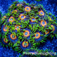Zoanthid coral - Scrambled Eggs Zoa Frag 4+ Polyps Zoanthid coral - Scrambled Eggs Zoa Frag 4+ Polyps LPS Zoanthid coral - Scrambled Eggs Zoa Frag 4+ Polyps Zeo Box Reef