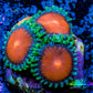 Zoanthid coral - Sponge Bob Zoa Frag Zoanthid coral - Sponge Bob Zoa Frag LPS Zoanthid coral - Sponge Bob Zoa Frag Zeo Box Reef
