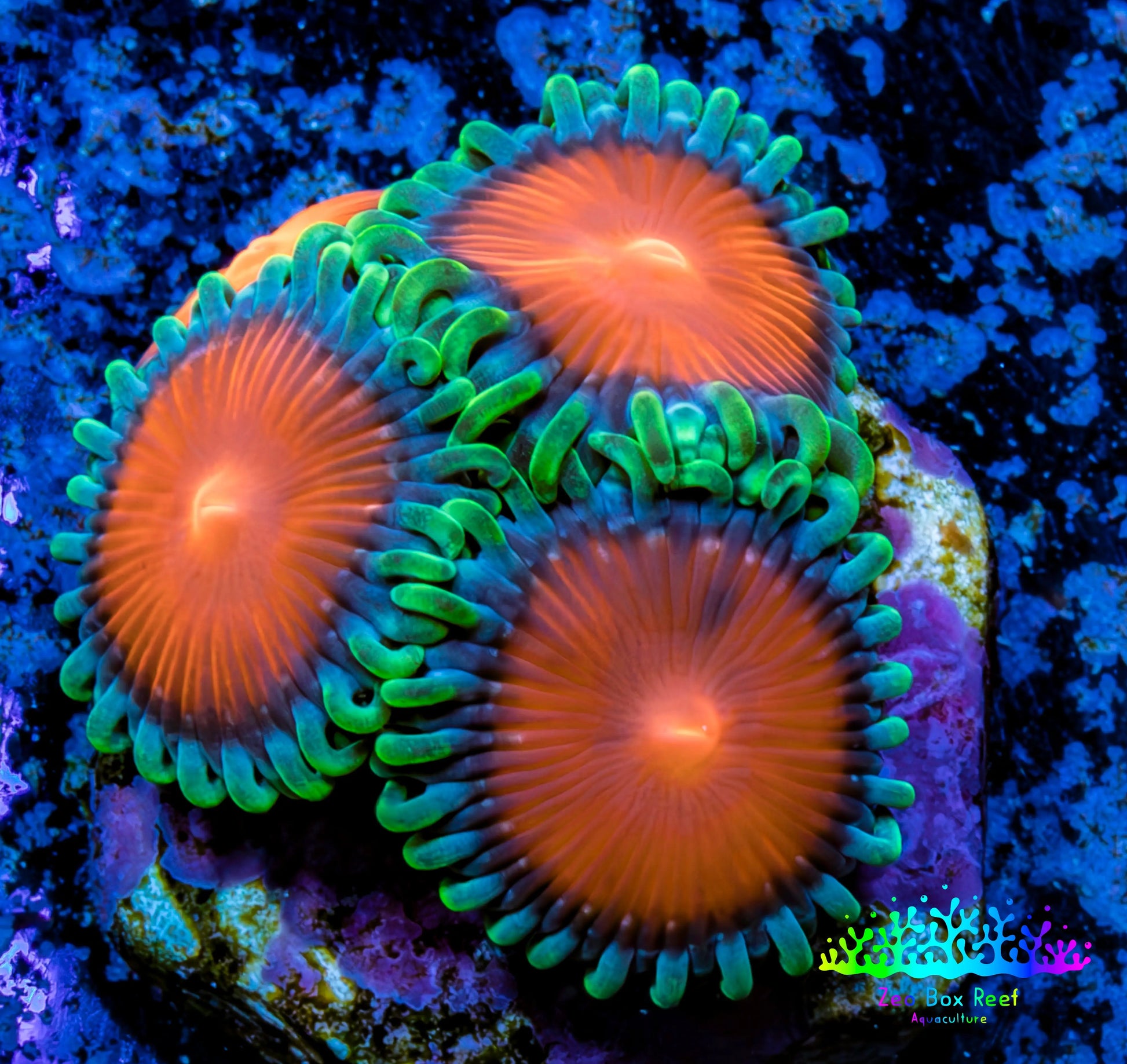 Zoanthid coral - Sponge Bob Zoa Frag Zoanthid coral - Sponge Bob Zoa Frag LPS Zoanthid coral - Sponge Bob Zoa Frag Zeo Box Reef