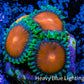 Zoanthid coral - Sponge Bob Zoa Frag Zoanthid coral - Sponge Bob Zoa Frag LPS Zoanthid coral - Sponge Bob Zoa Frag Zeo Box Reef