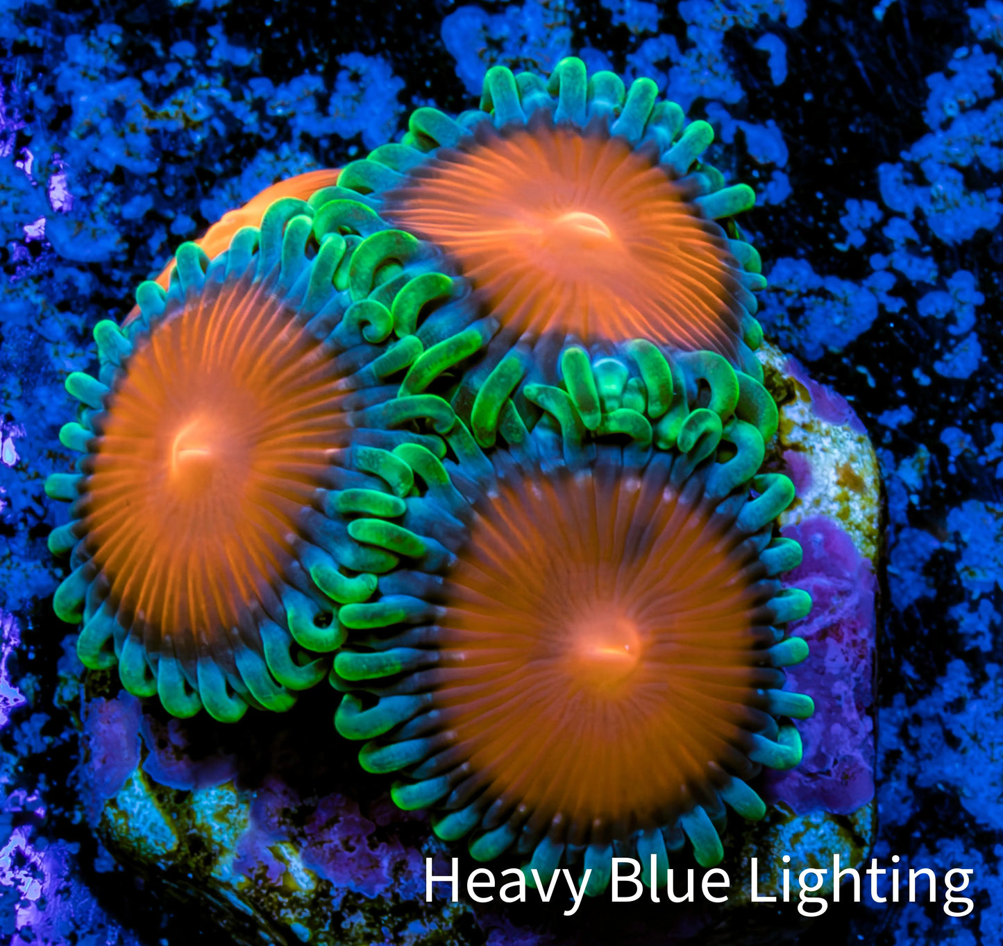 Zoanthid coral - Sponge Bob Zoa Frag Zoanthid coral - Sponge Bob Zoa Frag LPS Zoanthid coral - Sponge Bob Zoa Frag Zeo Box Reef