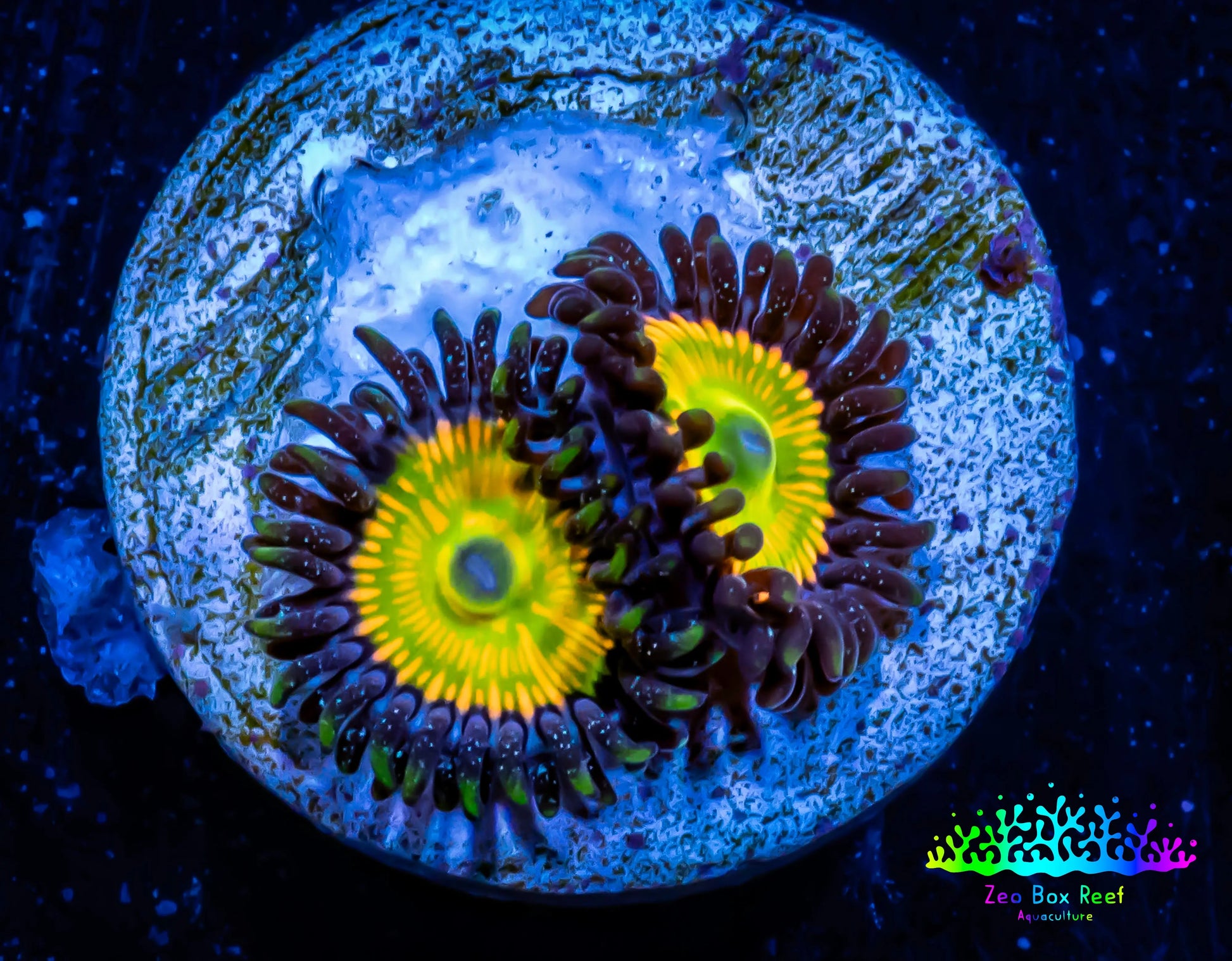 Zoanthid coral - Sunny D Zoa Frag WYSIWYG Zoanthid coral - Sunny D Zoa Frag WYSIWYG LPS Zoanthid coral - Sunny D Zoa Frag WYSIWYG Zeo Box Reef