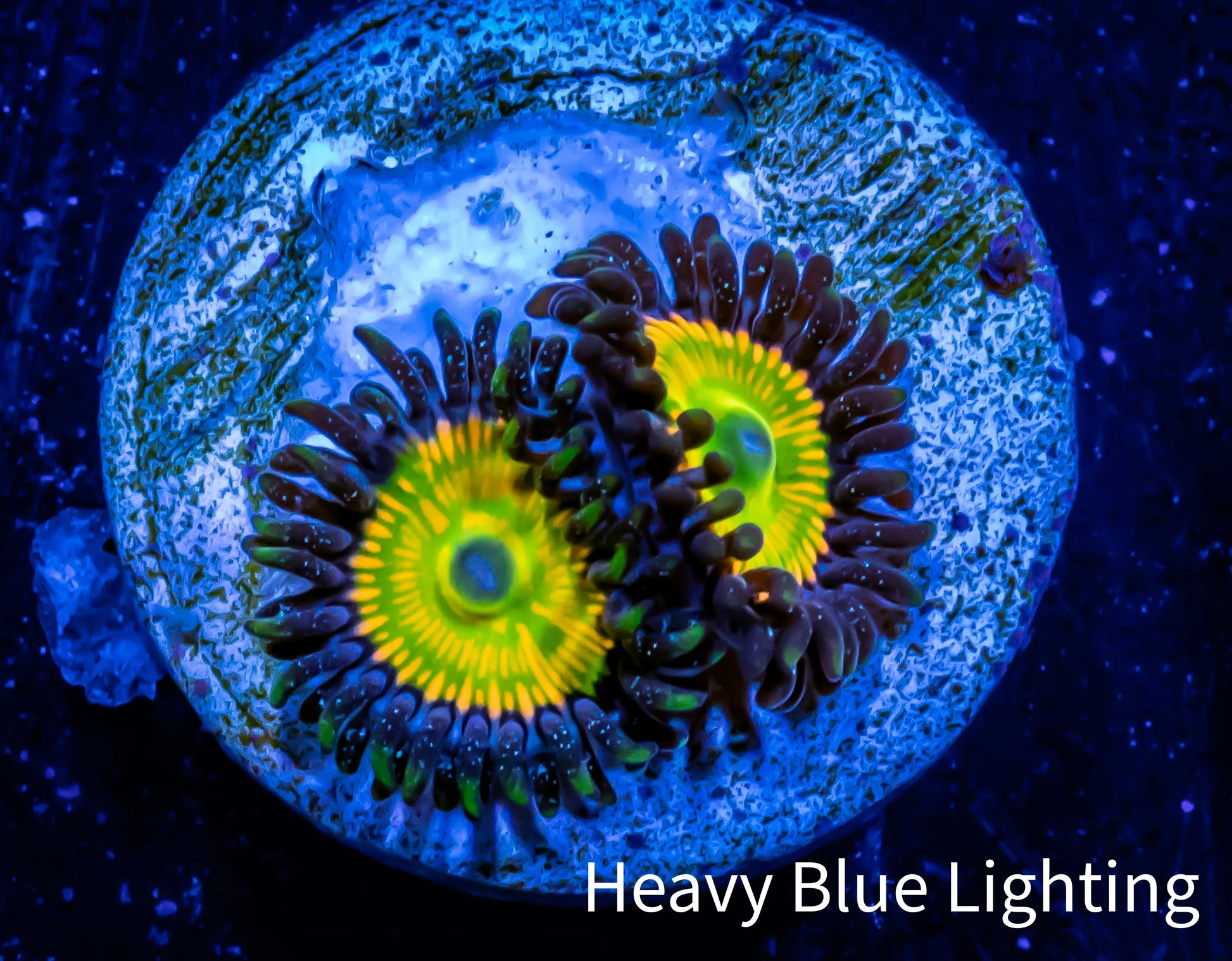Zoanthid coral - Sunny D Zoa Frag WYSIWYG Zoanthid coral - Sunny D Zoa Frag WYSIWYG LPS Zoanthid coral - Sunny D Zoa Frag WYSIWYG Zeo Box Reef