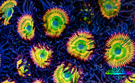 Zoanthid coral - Sunny D Zoa Frag Zoanthid coral - Sunny D Zoa Frag LPS Zoanthid coral - Sunny D Zoa Frag Zeo Box Reef