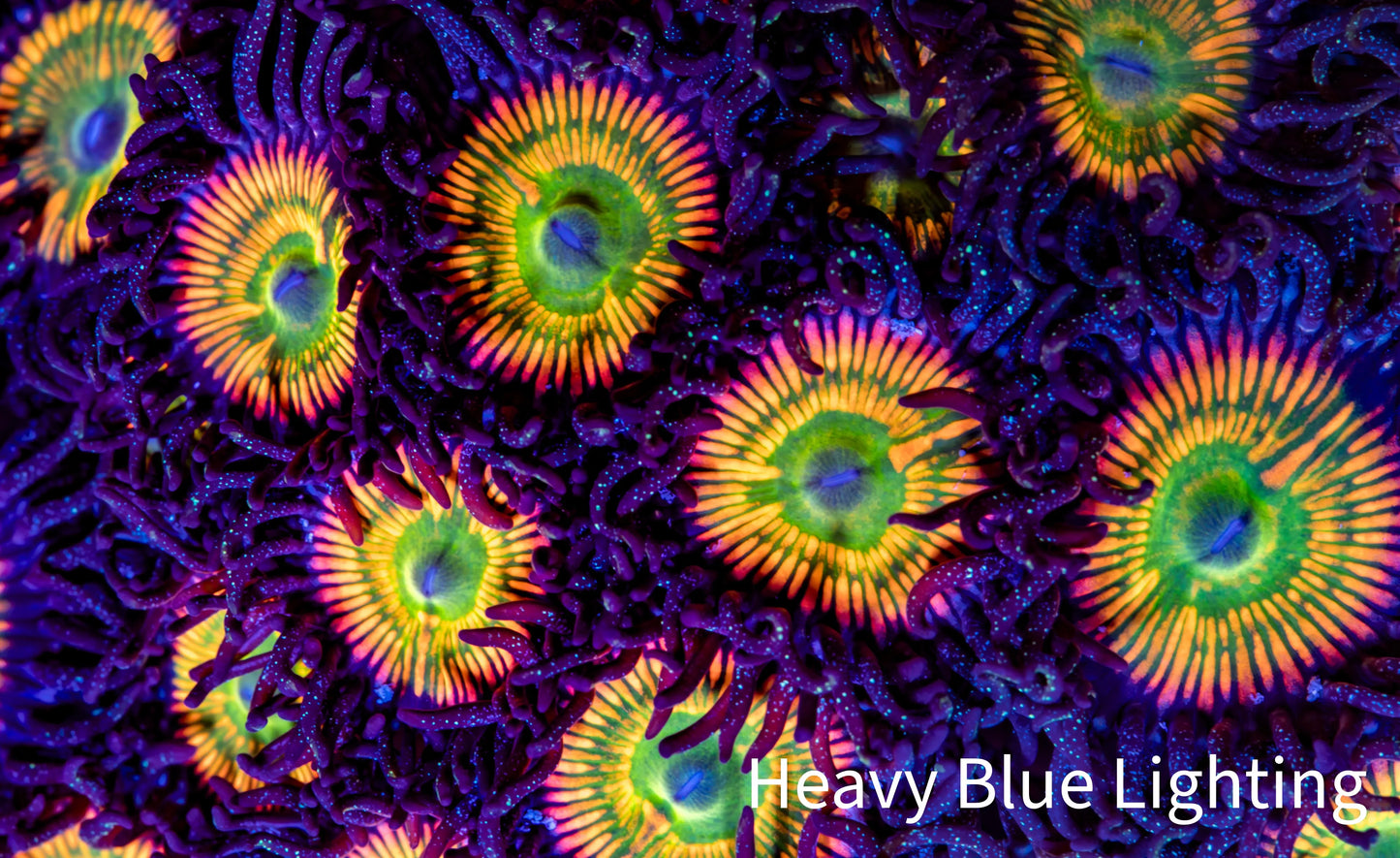 Zoanthid coral - Sunny D Zoa Frag Zoanthid coral - Sunny D Zoa Frag LPS Zoanthid coral - Sunny D Zoa Frag Zeo Box Reef