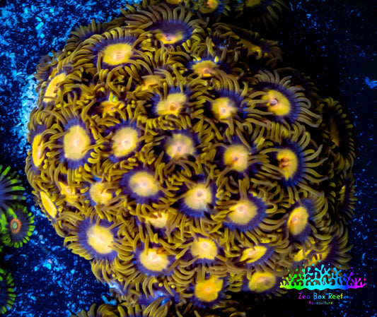 Zoanthid coral - Tutti Fruiti Zoa Frag 4+ Polyps Zoanthid coral - Tutti Fruiti Zoa Frag 4+ Polyps LPS Zoanthid coral - Tutti Fruiti Zoa Frag 4+ Polyps Zeo Box Reef
