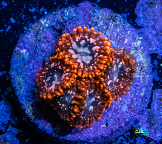 Zoanthid coral - Utter Chaos Zoa Frag 4+ Polyp Zoanthid coral - Utter Chaos Zoa Frag 4+ Polyp LPS Zoanthid coral - Utter Chaos Zoa Frag 4+ Polyp Zeo Box Reef