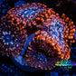 Zoanthid coral - Utter Chaos Zoa Frag WYSIWYG Zoanthid coral - Utter Chaos Zoa Frag WYSIWYG LPS Zoanthid coral - Utter Chaos Zoa Frag WYSIWYG Zeo Box Reef