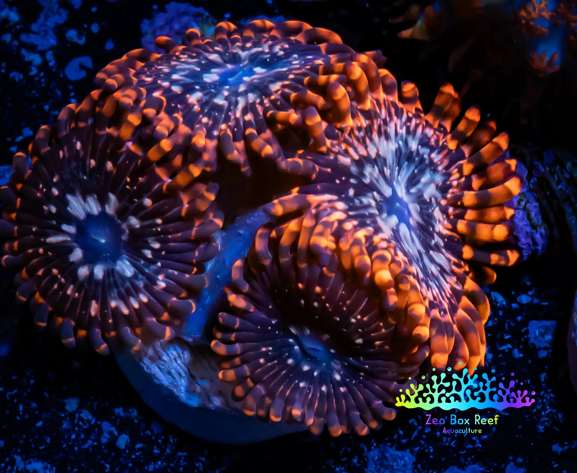 Zoanthid coral - Utter Chaos Zoa Frag WYSIWYG Zoanthid coral - Utter Chaos Zoa Frag WYSIWYG LPS Zoanthid coral - Utter Chaos Zoa Frag WYSIWYG Zeo Box Reef