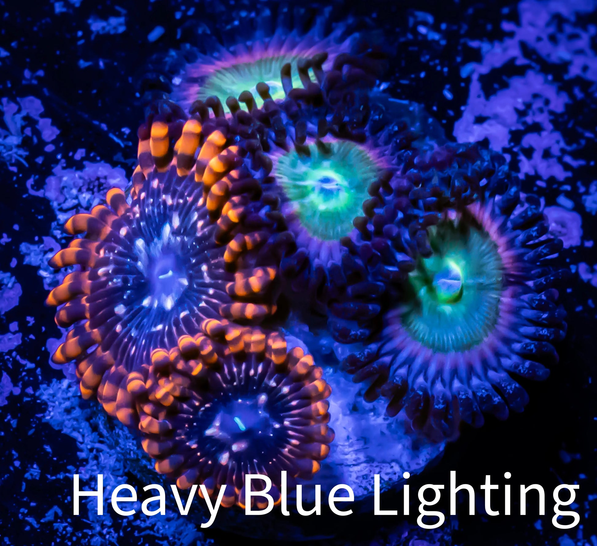 Zoanthid coral - Utter Chaos & Rainbow Raptor Combo Zoa Frag WYSIWYG B5R1B2 Zoanthid coral - Utter Chaos & Rainbow Raptor Combo Zoa Frag WYSIWYG B5R1B2 LPS Zoanthid coral - Utter Chaos & Rainbow Raptor Combo Zoa Frag WYSIWYG B5R1B2 Zeo Box Reef