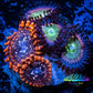 Zoanthid coral - Utter Chaos & Rainbow Raptor Combo Zoa Frag WYSIWYG B5R1B2 Zoanthid coral - Utter Chaos & Rainbow Raptor Combo Zoa Frag WYSIWYG B5R1B2 LPS Zoanthid coral - Utter Chaos & Rainbow Raptor Combo Zoa Frag WYSIWYG B5R1B2 Zeo Box Reef