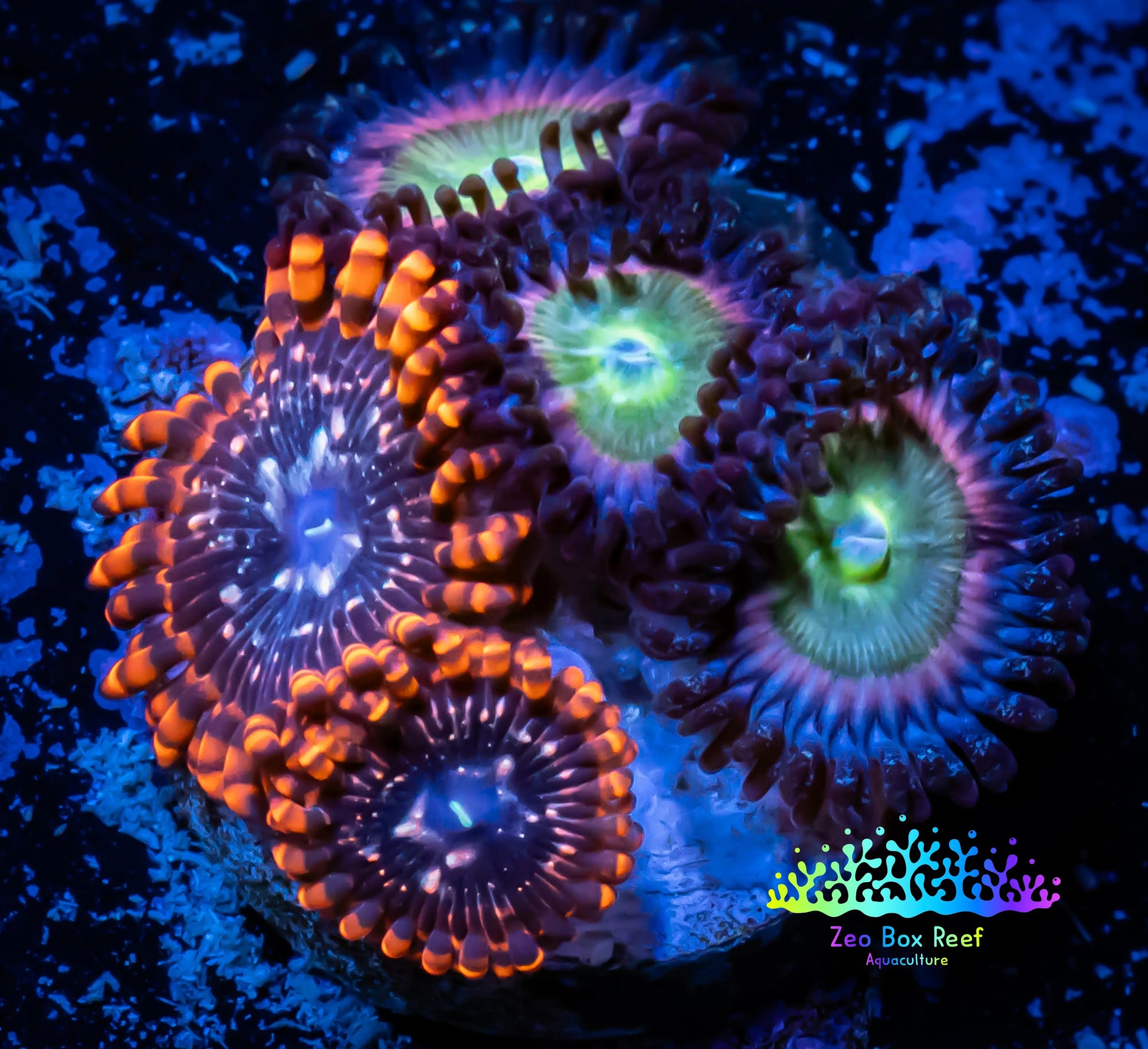 Zoanthid coral - Utter Chaos & Rainbow Raptor Combo Zoa Frag WYSIWYG B5R1B2 Zoanthid coral - Utter Chaos & Rainbow Raptor Combo Zoa Frag WYSIWYG B5R1B2 LPS Zoanthid coral - Utter Chaos & Rainbow Raptor Combo Zoa Frag WYSIWYG B5R1B2 Zeo Box Reef