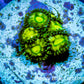 Zoanthid coral - Venom Drop Zoa Frag Zoanthid coral - Venom Drop Zoa Frag LPS Zoanthid coral - Venom Drop Zoa Frag Zeo Box Reef