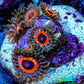 Zoanthid coral - Watermelon Zoa Frag Zoanthid coral - Watermelon Zoa Frag LPS Zoanthid coral - Watermelon Zoa Frag Zeo Box Reef