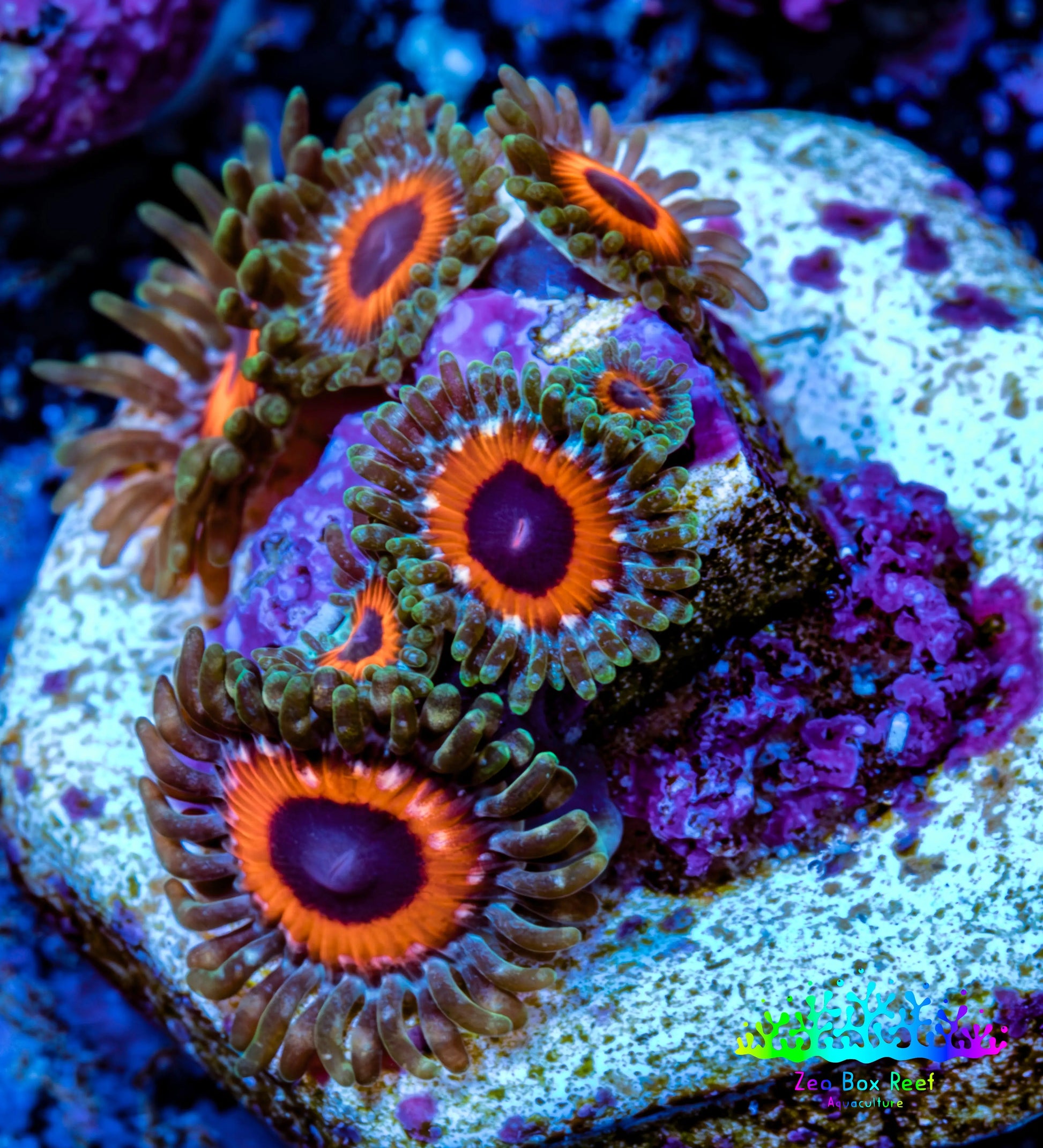Zoanthid coral - Watermelon Zoa Frag Zoanthid coral - Watermelon Zoa Frag LPS Zoanthid coral - Watermelon Zoa Frag Zeo Box Reef