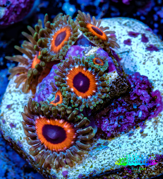 Zoanthid coral - Watermelon Zoa Frag Zoanthid coral - Watermelon Zoa Frag LPS Zoanthid coral - Watermelon Zoa Frag Zeo Box Reef