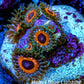 Zoanthid coral - Watermelon Zoa Frag Zoanthid coral - Watermelon Zoa Frag LPS Zoanthid coral - Watermelon Zoa Frag Zeo Box Reef