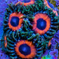 Zoanthid coral - Watermelon Zoa Frag Zoanthid coral - Watermelon Zoa Frag LPS Zoanthid coral - Watermelon Zoa Frag Zeo Box Reef