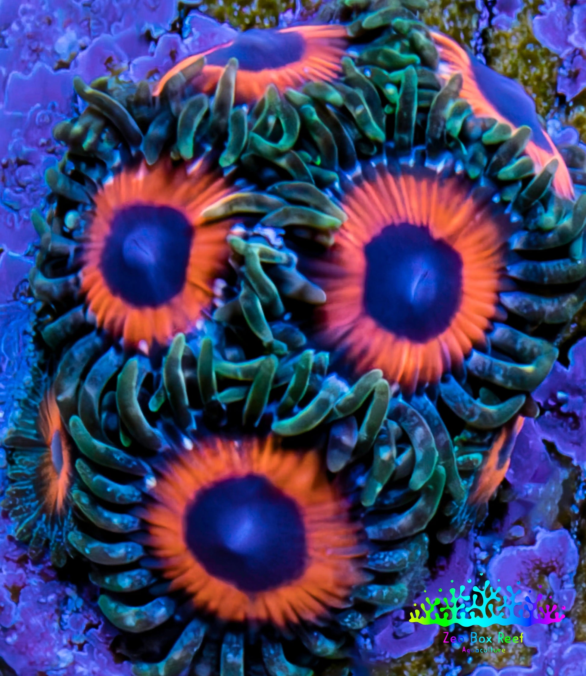Zoanthid coral - Watermelon Zoa Frag Zoanthid coral - Watermelon Zoa Frag LPS Zoanthid coral - Watermelon Zoa Frag Zeo Box Reef