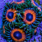 Zoanthid coral - Watermelon Zoa Frag Zoanthid coral - Watermelon Zoa Frag LPS Zoanthid coral - Watermelon Zoa Frag Zeo Box Reef
