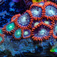 Zoanthid coral - Wild Zoa Rock WYSIWYG 3cm Zoanthid coral - Wild Zoa Rock WYSIWYG 3cm LPS Zoanthid coral - Wild Zoa Rock WYSIWYG 3cm Zeo Box Reef
