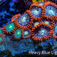 Zoanthid coral - Wild Zoa Rock WYSIWYG 3cm Zoanthid coral - Wild Zoa Rock WYSIWYG 3cm LPS Zoanthid coral - Wild Zoa Rock WYSIWYG 3cm Zeo Box Reef