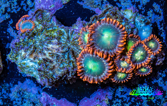 Zoanthid coral - Wild Zoa Rock WYSIWYG 3cm Zoanthid coral - Wild Zoa Rock WYSIWYG 3cm LPS Zoanthid coral - Wild Zoa Rock WYSIWYG 3cm Zeo Box Reef