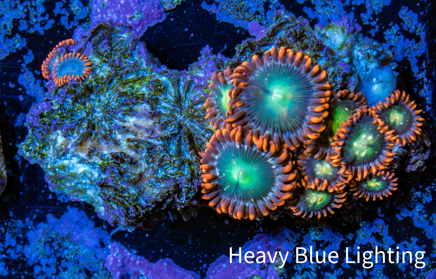 Zoanthid coral - Wild Zoa Rock WYSIWYG 3cm Zoanthid coral - Wild Zoa Rock WYSIWYG 3cm LPS Zoanthid coral - Wild Zoa Rock WYSIWYG 3cm Zeo Box Reef
