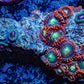 Zoanthid coral - Wild Zoa Rock WYSIWYG 5cm Zoanthid coral - Wild Zoa Rock WYSIWYG 5cm LPS Zoanthid coral - Wild Zoa Rock WYSIWYG 5cm Zeo Box Reef