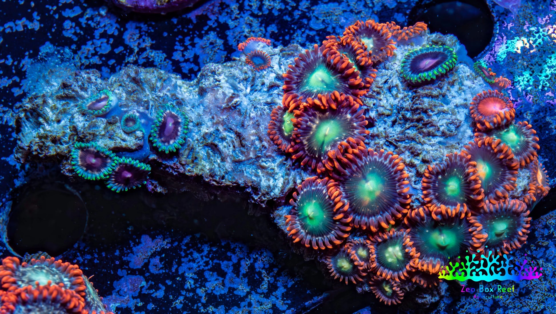 Zoanthid coral - Wild Zoa Rock WYSIWYG 5cm Zoanthid coral - Wild Zoa Rock WYSIWYG 5cm LPS Zoanthid coral - Wild Zoa Rock WYSIWYG 5cm Zeo Box Reef
