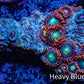 Zoanthid coral - Wild Zoa Rock WYSIWYG 5cm Zoanthid coral - Wild Zoa Rock WYSIWYG 5cm LPS Zoanthid coral - Wild Zoa Rock WYSIWYG 5cm Zeo Box Reef