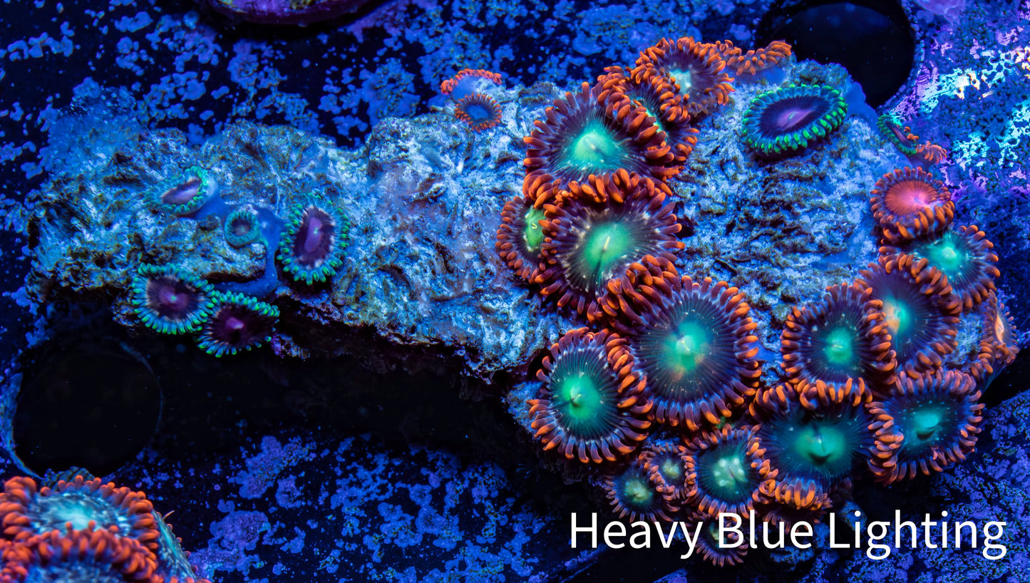 Zoanthid coral - Wild Zoa Rock WYSIWYG 5cm Zoanthid coral - Wild Zoa Rock WYSIWYG 5cm LPS Zoanthid coral - Wild Zoa Rock WYSIWYG 5cm Zeo Box Reef