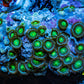 Zoanthid coral - Wild Zoa Rock WYSIWYG 6cm Zoanthid coral - Wild Zoa Rock WYSIWYG 6cm LPS Zoanthid coral - Wild Zoa Rock WYSIWYG 6cm Zeo Box Reef