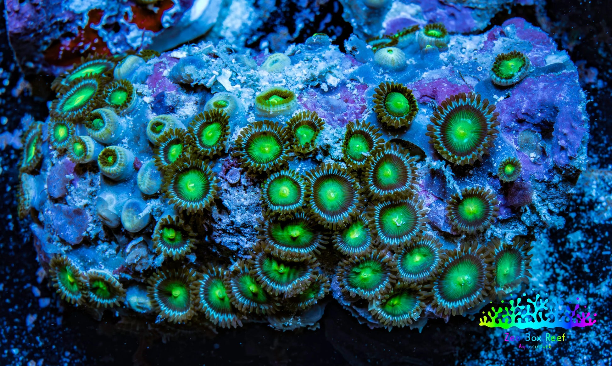 Zoanthid coral - Wild Zoa Rock WYSIWYG 6cm Zoanthid coral - Wild Zoa Rock WYSIWYG 6cm LPS Zoanthid coral - Wild Zoa Rock WYSIWYG 6cm Zeo Box Reef
