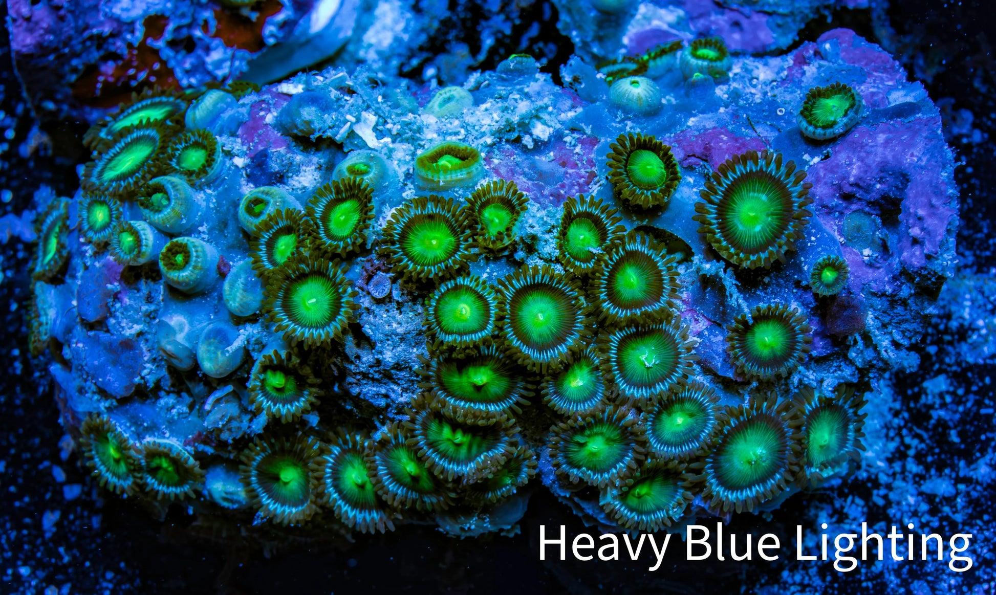 Zoanthid coral - Wild Zoa Rock WYSIWYG 6cm Zoanthid coral - Wild Zoa Rock WYSIWYG 6cm LPS Zoanthid coral - Wild Zoa Rock WYSIWYG 6cm Zeo Box Reef