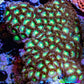 Zoanthid coral - Wild Zoa Rock WYSIWYG 9cm Zoanthid coral - Wild Zoa Rock WYSIWYG 9cm LPS Zoanthid coral - Wild Zoa Rock WYSIWYG 9cm Zeo Box Reef