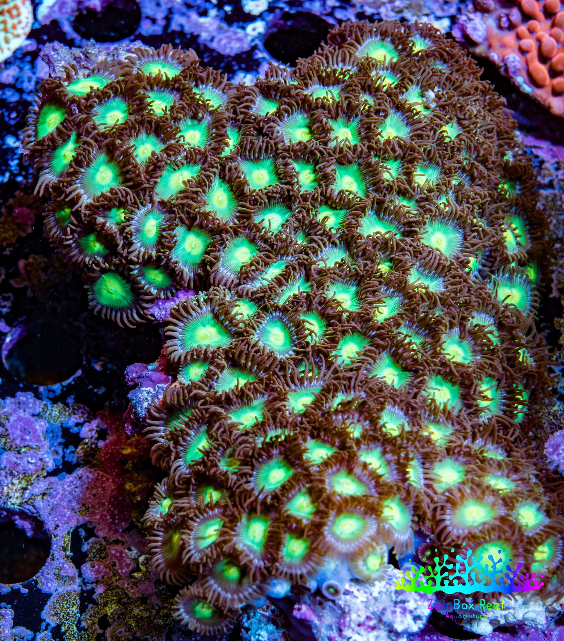 Zoanthid coral - Wild Zoa Rock WYSIWYG 9cm Zoanthid coral - Wild Zoa Rock WYSIWYG 9cm LPS Zoanthid coral - Wild Zoa Rock WYSIWYG 9cm Zeo Box Reef