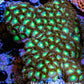 Zoanthid coral - Wild Zoa Rock WYSIWYG 9cm Zoanthid coral - Wild Zoa Rock WYSIWYG 9cm LPS Zoanthid coral - Wild Zoa Rock WYSIWYG 9cm Zeo Box Reef