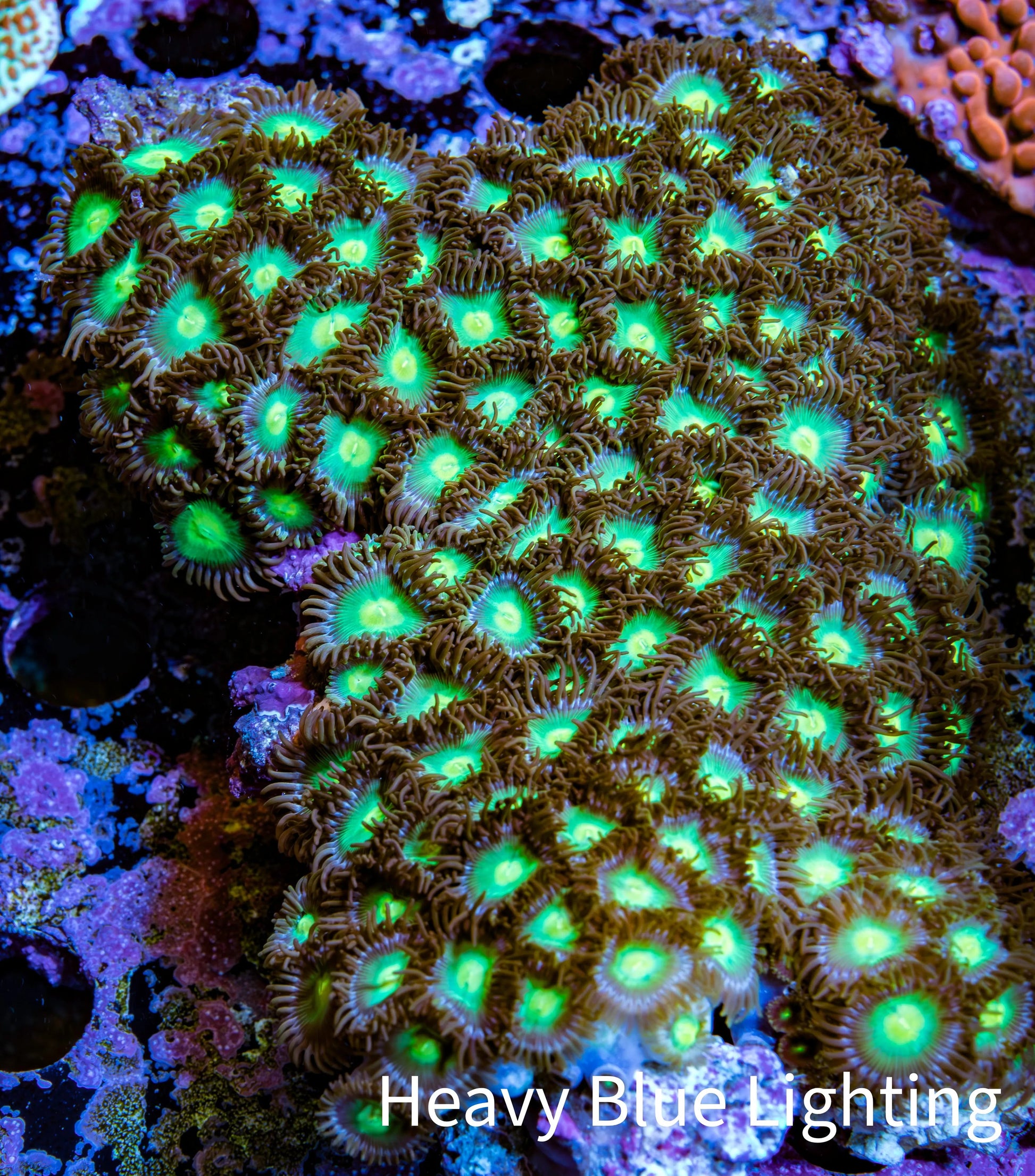 Zoanthid coral - Wild Zoa Rock WYSIWYG 9cm Zoanthid coral - Wild Zoa Rock WYSIWYG 9cm LPS Zoanthid coral - Wild Zoa Rock WYSIWYG 9cm Zeo Box Reef