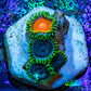 Zoanthid coral - Wild Zoa frag WYSIWYG Zoanthid coral - Wild Zoa frag WYSIWYG LPS Zoanthid coral - Wild Zoa frag WYSIWYG Zeo Box Reef