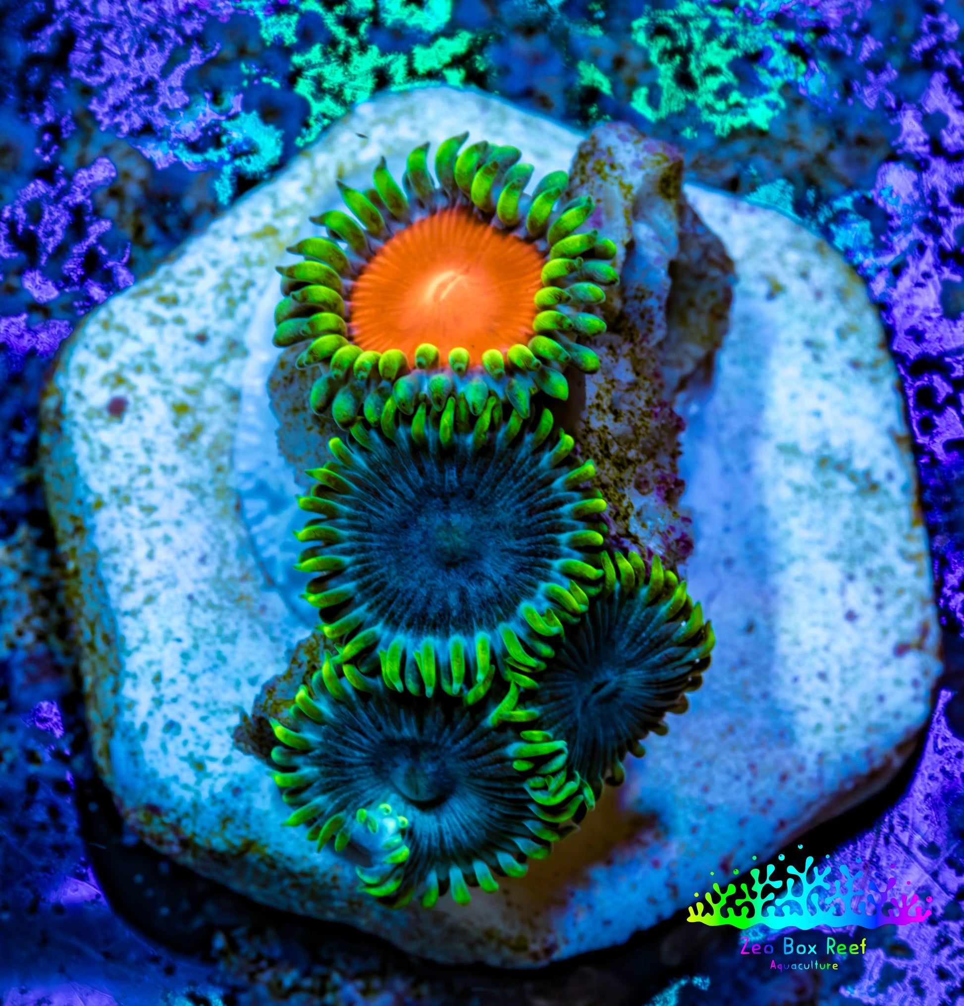Zoanthid coral - Wild Zoa frag WYSIWYG Zoanthid coral - Wild Zoa frag WYSIWYG LPS Zoanthid coral - Wild Zoa frag WYSIWYG Zeo Box Reef
