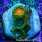 Zoanthid coral - Wild Zoa frag WYSIWYG Zoanthid coral - Wild Zoa frag WYSIWYG LPS Zoanthid coral - Wild Zoa frag WYSIWYG Zeo Box Reef