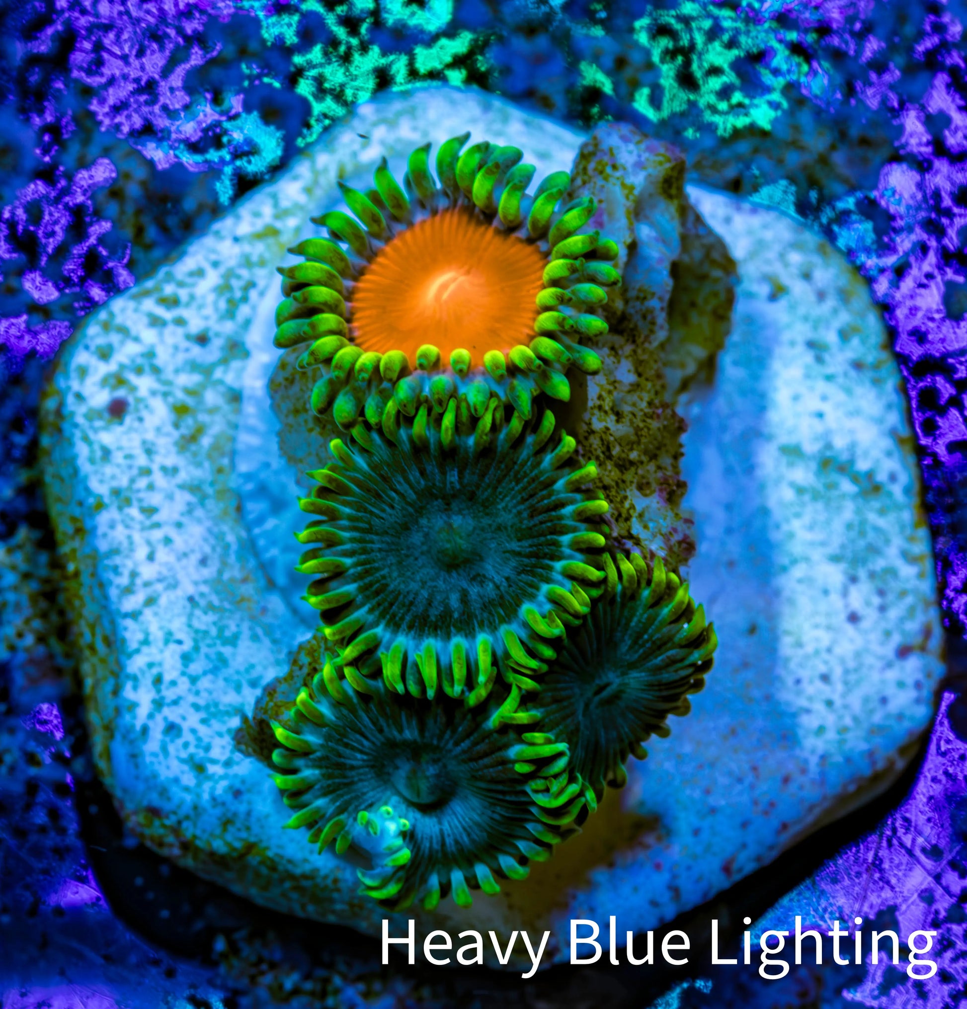 Zoanthid coral - Wild Zoa frag WYSIWYG Zoanthid coral - Wild Zoa frag WYSIWYG LPS Zoanthid coral - Wild Zoa frag WYSIWYG Zeo Box Reef