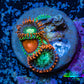 Zoanthid coral - Wild Zoa frag WYSIWYG Zoanthid coral - Wild Zoa frag WYSIWYG LPS Zoanthid coral - Wild Zoa frag WYSIWYG Zeo Box Reef
